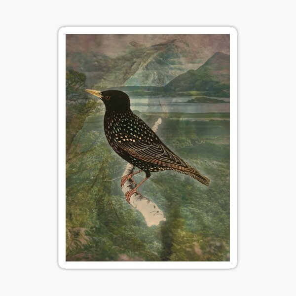 Starling Wildlife Bird Lover Digital Art Sticker