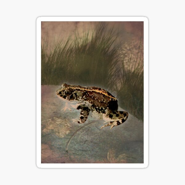 Toad Amphibian Wildlife Nature Digital Art Sticker
