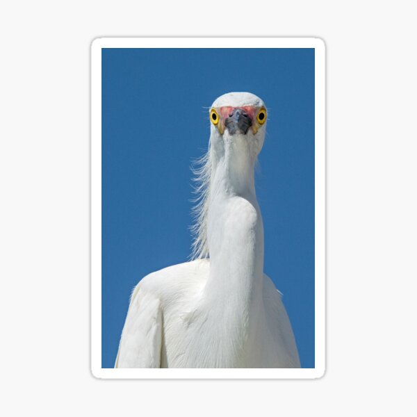 Item preview, Staring Egret designed and sold by Eivor Kuchta.