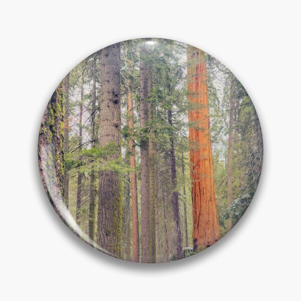 Item preview, Giant Sequoia designed and sold by jvnimages.
