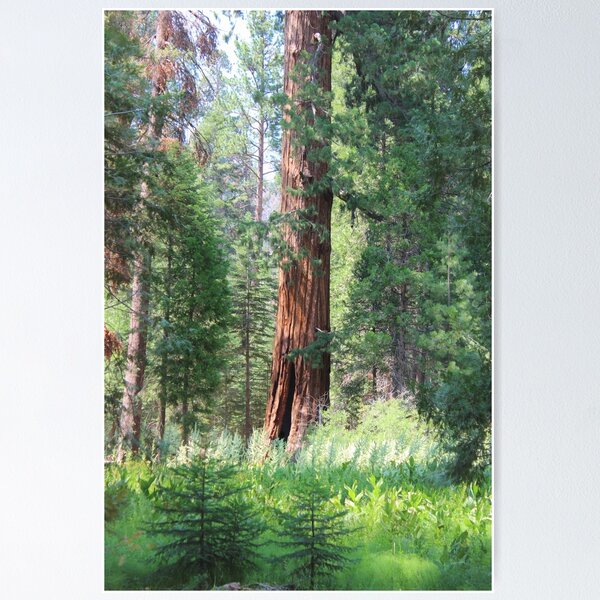 Item preview, Giant Sequoia designed and sold by risalex.