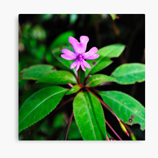 Item preview, "Little Beauty"  designed and sold by Andreas Koerner.