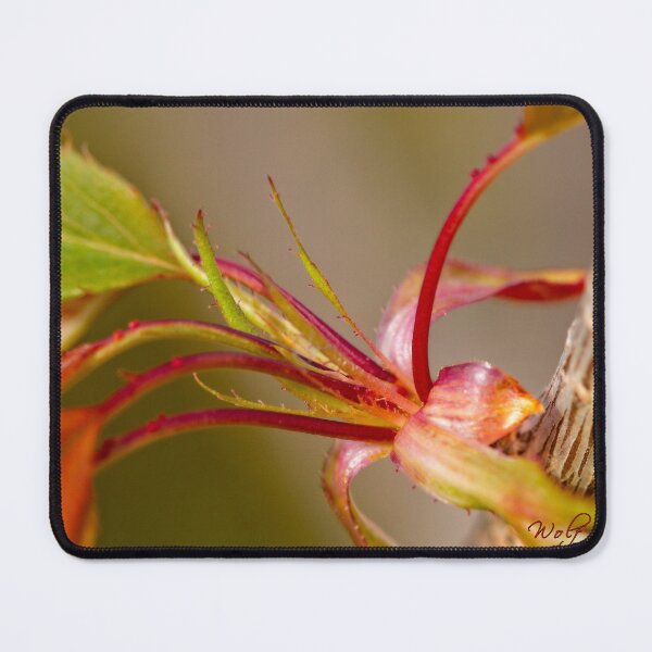 Item preview, After Rain at the Arboretum (26) designed and sold by Wolf Sverak Photography.