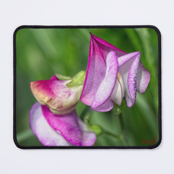 Item preview, After Rain at the Arboretum (25) designed and sold by Wolf Sverak Photography.