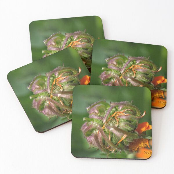 Item preview, After Rain at the Arboretum (24) designed and sold by Wolf Sverak Photography.