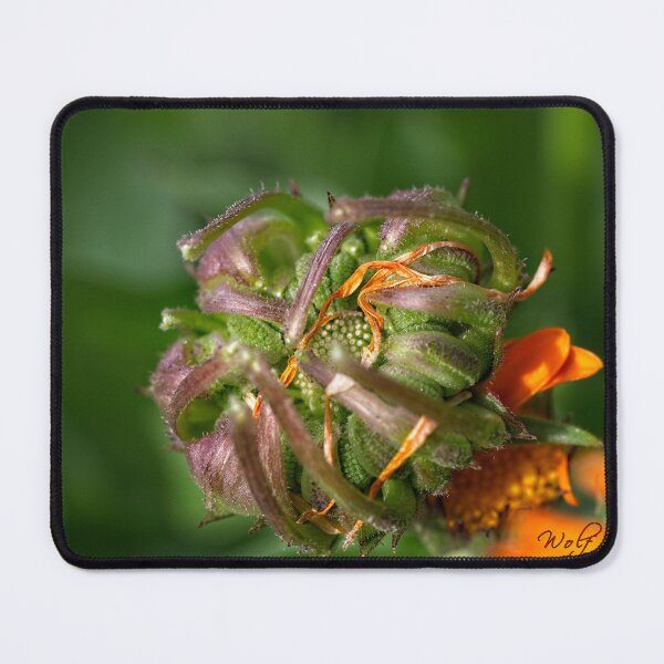 Item preview, After Rain at the Arboretum (24) designed and sold by Wolf Sverak Photography.