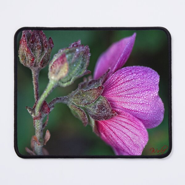 Item preview, After Rain at the Arboretum (23) designed and sold by Wolf Sverak Photography.