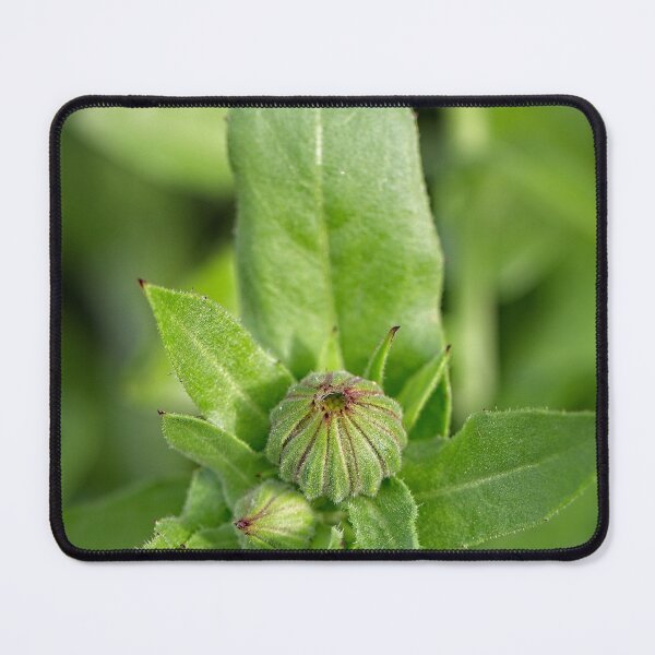 Item preview, After Rain at the Arboretum (21) designed and sold by Wolf Sverak Photography.