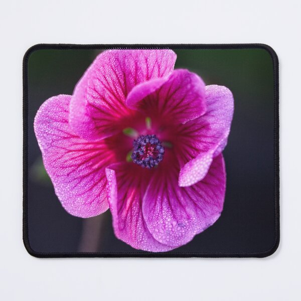 Item preview, After Rain at the Arboretum (19) designed and sold by Wolf Sverak Photography.