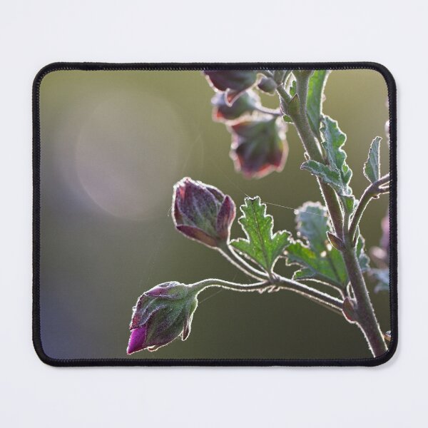 Item preview, After Rain at the Arboretum (17) designed and sold by Wolf Sverak Photography.