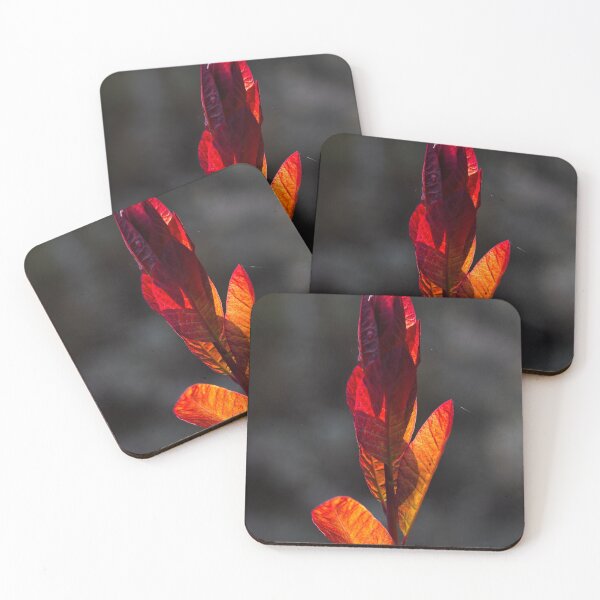 Item preview, After Rain at the Arboretum (14) designed and sold by Wolf Sverak Photography.