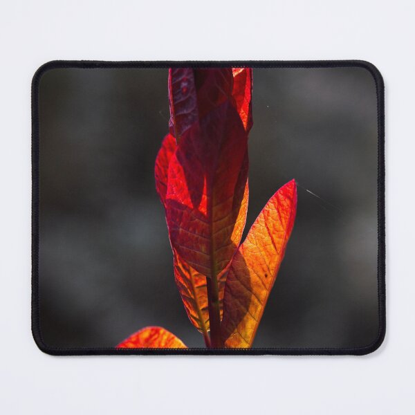 Item preview, After Rain at the Arboretum (14) designed and sold by Wolf Sverak Photography.