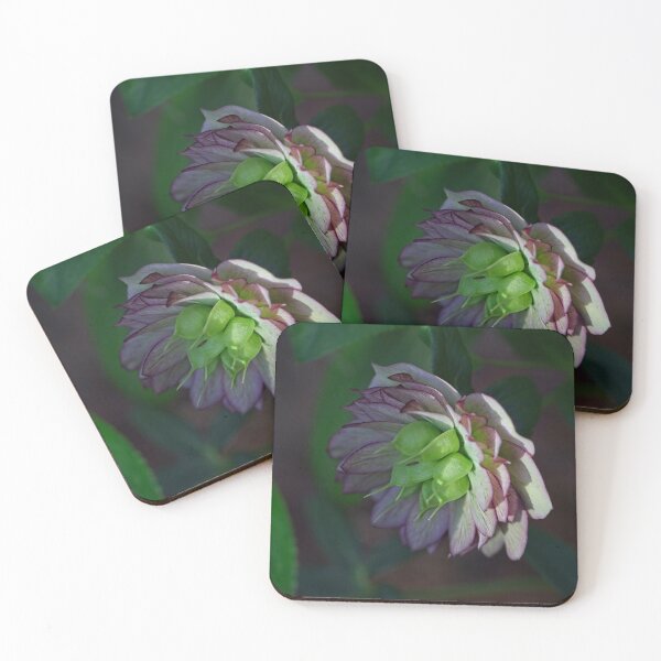 Item preview, After Rain at the Arboretum (13) designed and sold by Wolf Sverak Photography.