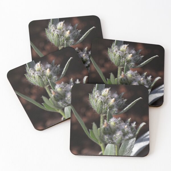 Item preview, After Rain at the Arboretum (11) designed and sold by Wolf Sverak Photography.