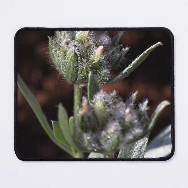 Item preview, After Rain at the Arboretum (11) designed and sold by Wolf Sverak Photography.