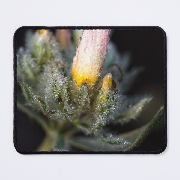 Item preview, After Rain at the Arboretum (9) designed and sold by Wolf Sverak Photography.
