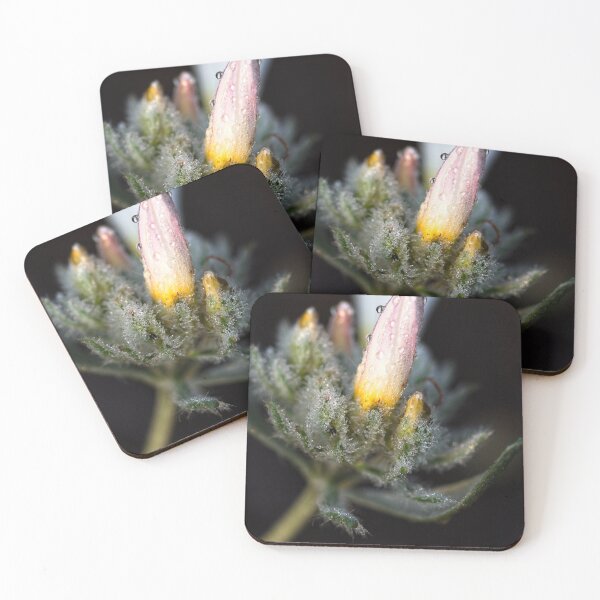 Item preview, After Rain at the Arboretum (9) designed and sold by Wolf Sverak Photography.