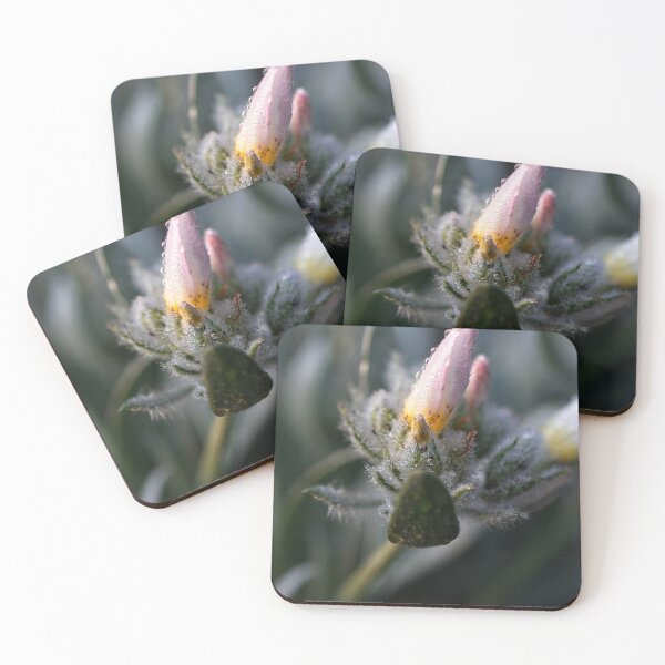 Item preview, After Rain at the Arboretum (8) designed and sold by Wolf Sverak Photography.