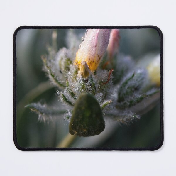 Item preview, After Rain at the Arboretum (8) designed and sold by Wolf Sverak Photography.