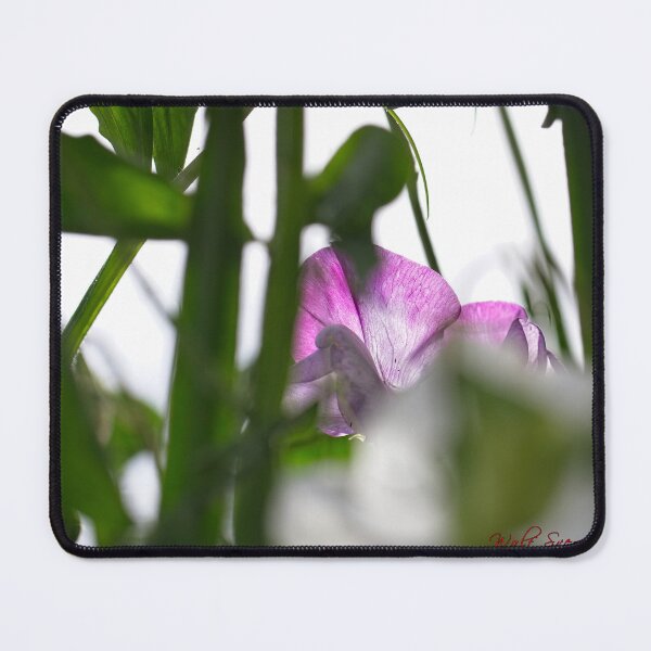Item preview, After Rain at the Arboretum (7) designed and sold by Wolf Sverak Photography.