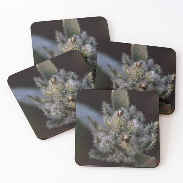Item preview, After Rain at the Arboretum (6) designed and sold by Wolf Sverak Photography.