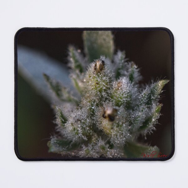 Item preview, After Rain at the Arboretum (6) designed and sold by Wolf Sverak Photography.