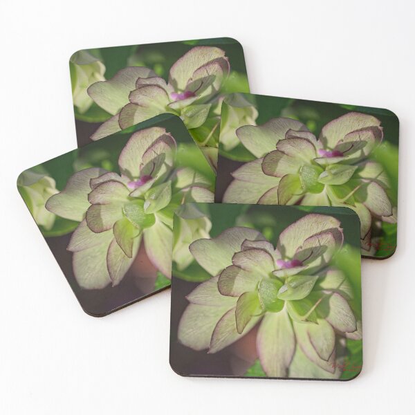 Item preview, After Rain at the Arboretum (5) designed and sold by Wolf Sverak Photography.