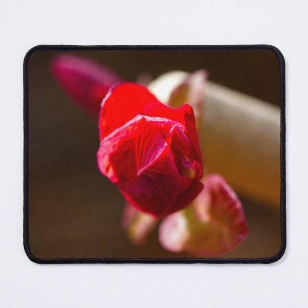 Item preview, After Rain at the Arboretum (3) designed and sold by Wolf Sverak Photography.