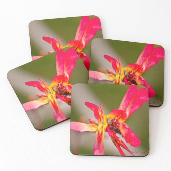 Item preview, After Rain at the Arboretum (2) designed and sold by Wolf Sverak Photography.