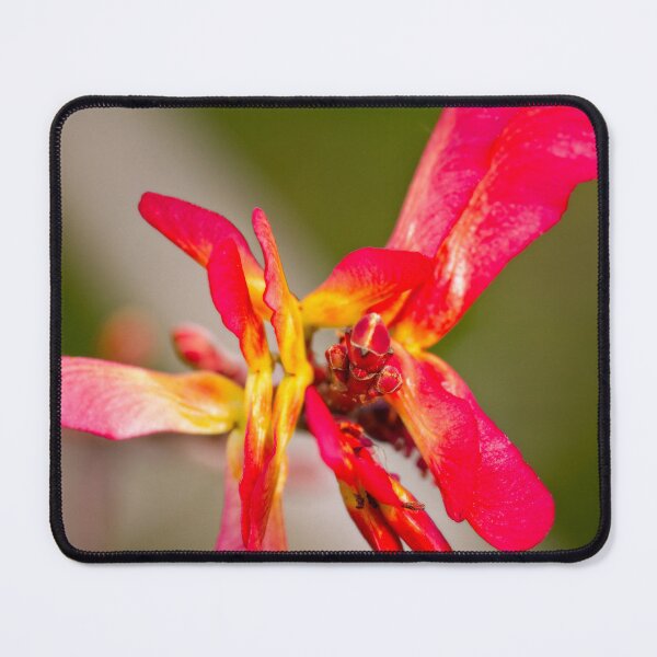 Item preview, After Rain at the Arboretum (2) designed and sold by Wolf Sverak Photography.