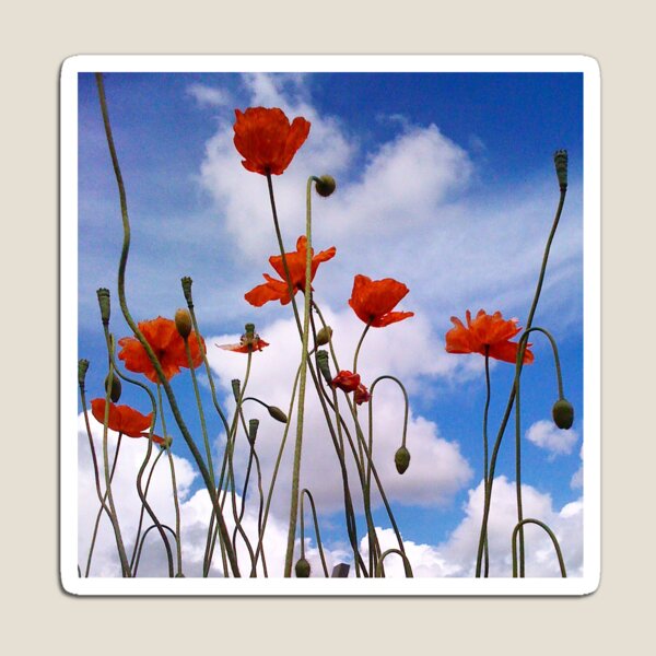 Item preview, Poppies designed and sold by AnneYungwirth.