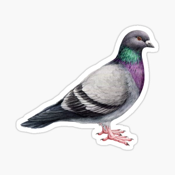 Item preview, Large Pigeon designed and sold by dfai.
