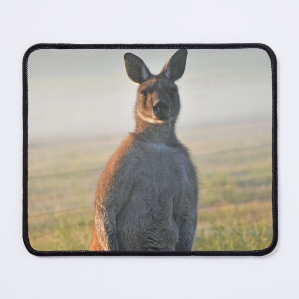 Item preview, Big Man Kangaroo misty morning Busselton, Western Australia designed and sold by Rainbow Farm Photography.
