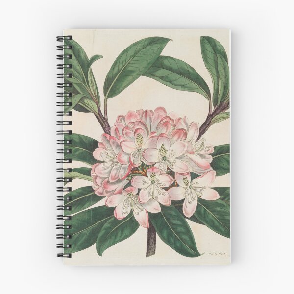 Item preview, A vintage botanical print designed and sold by DeborahLupton.