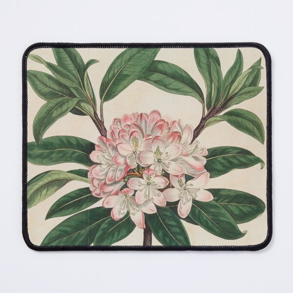 Item preview, A vintage botanical print designed and sold by DeborahLupton.