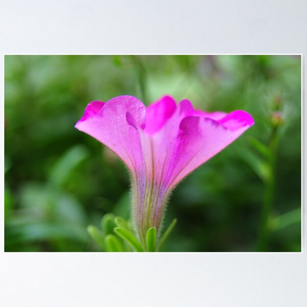Item preview, Scalloped Purple Petals designed and sold by mltrue.