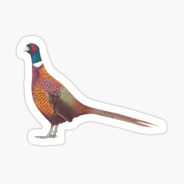 Item preview, Pheasant Pencil Illustration designed and sold by Lauren Fitton Illustration.