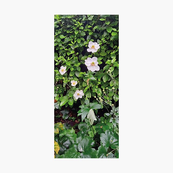 English bush in a park Photographic Print