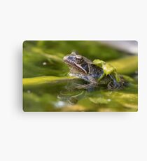 Common Froglet Canvas Print