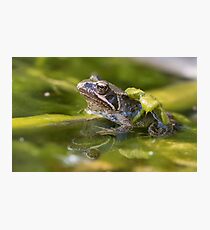 Common Froglet Photographic Print