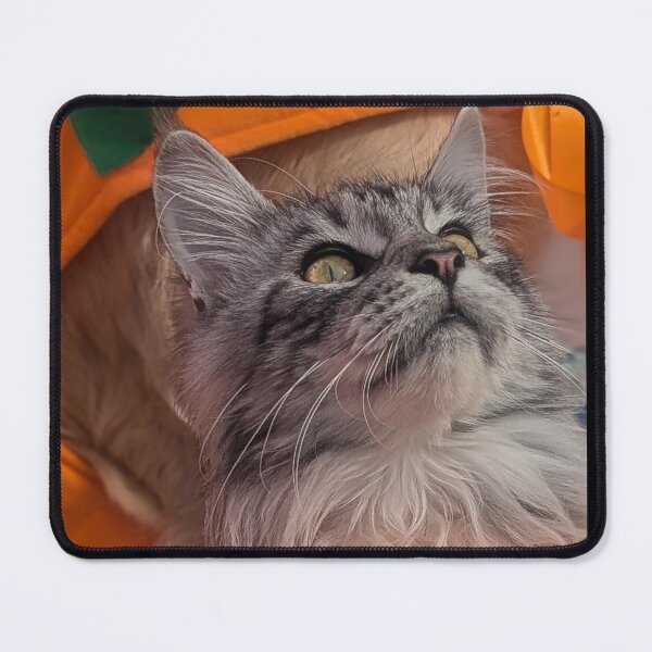 Item preview, Copy of Maine coon cat in pumpkin orange ribbon designed and sold by Fluffycat2020.