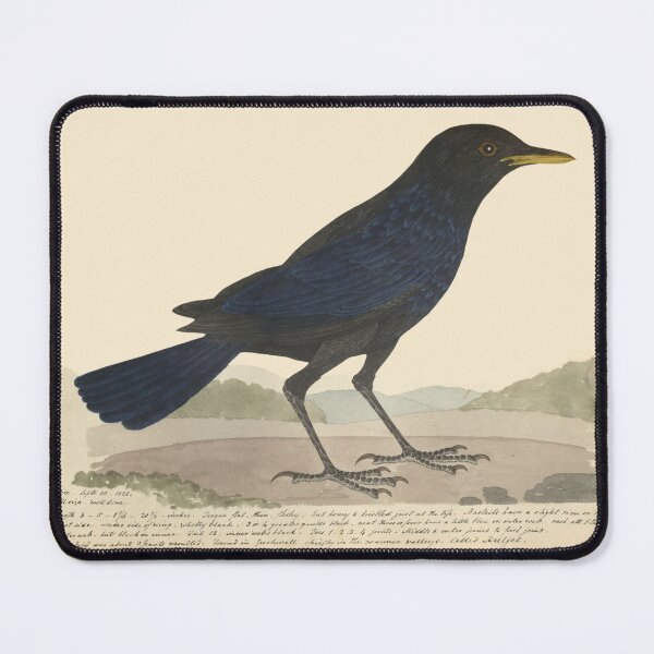 Item preview, Blue Whistling Thrush by Frederick John Shore designed and sold by Amanda1775.