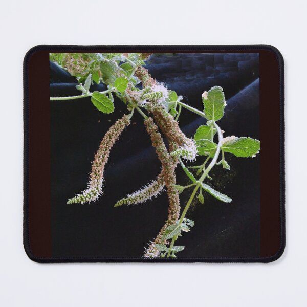 Item preview, Apple Mint Blossoms designed and sold by Tdcc2000.