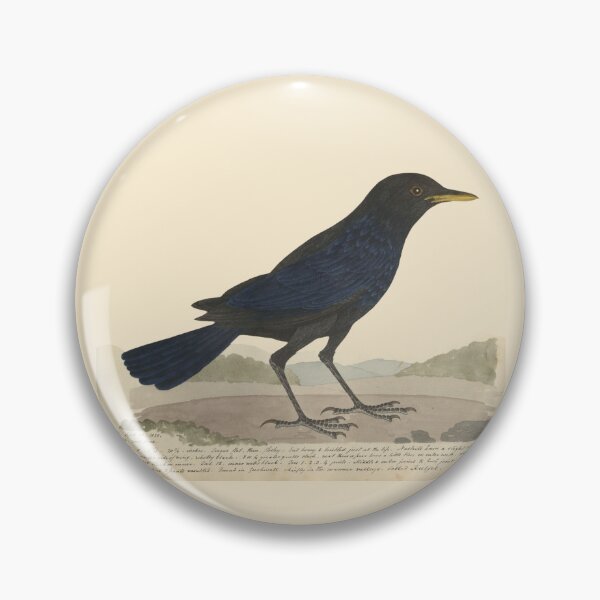 Item preview, Blue Whistling Thrush by Frederick John Shore designed and sold by Amanda1775.