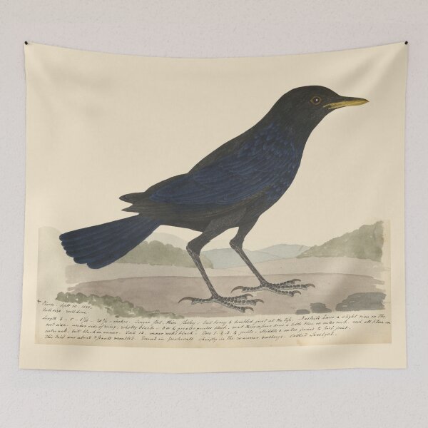Item preview, Blue Whistling Thrush by Frederick John Shore designed and sold by Amanda1775.