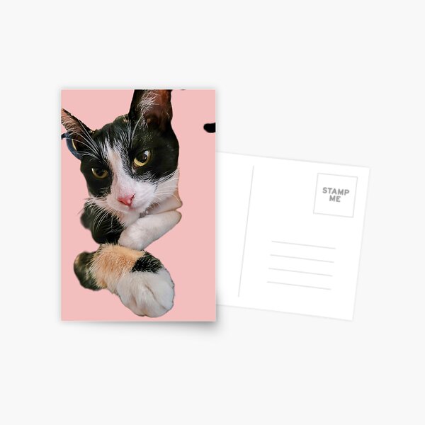 Duchess the Cat Postcard