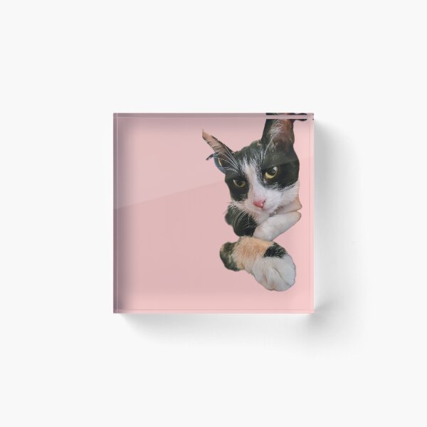 Duchess the Cat Acrylic Block
