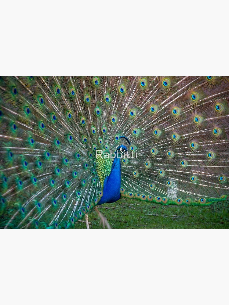 Beautiful Peacock with Feathers Spread Photo Poster Peafowl Bird