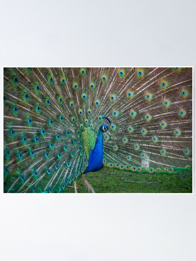 Beautiful Peacock with Feathers Spread Photo Poster Peafowl Bird