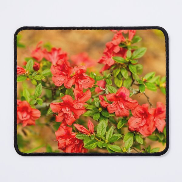 Item preview, Masses of Azaleas designed and sold by Kay Brewer.